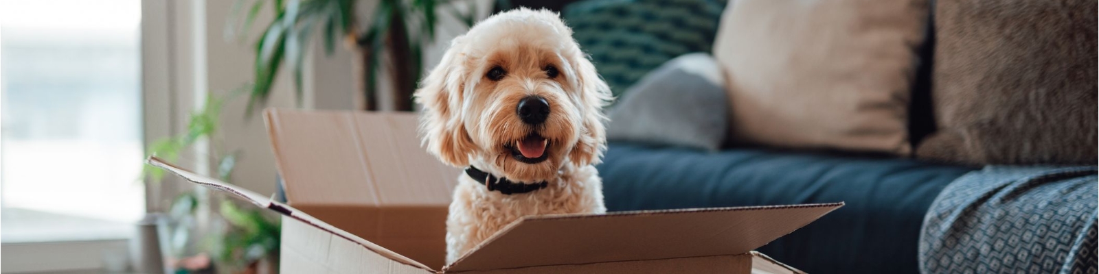 Dog sitting in moving box
Mortgage Loans